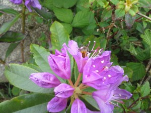 A Carder bee ensconsed in an Azelea flower, May, 2015