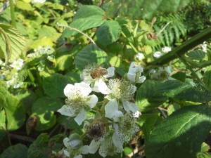 Honeybee on Blackberry flower, 2015