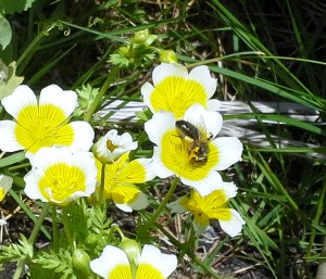 Honeybee on Poached Egg flower, Limnarches, Conamara co Galway
